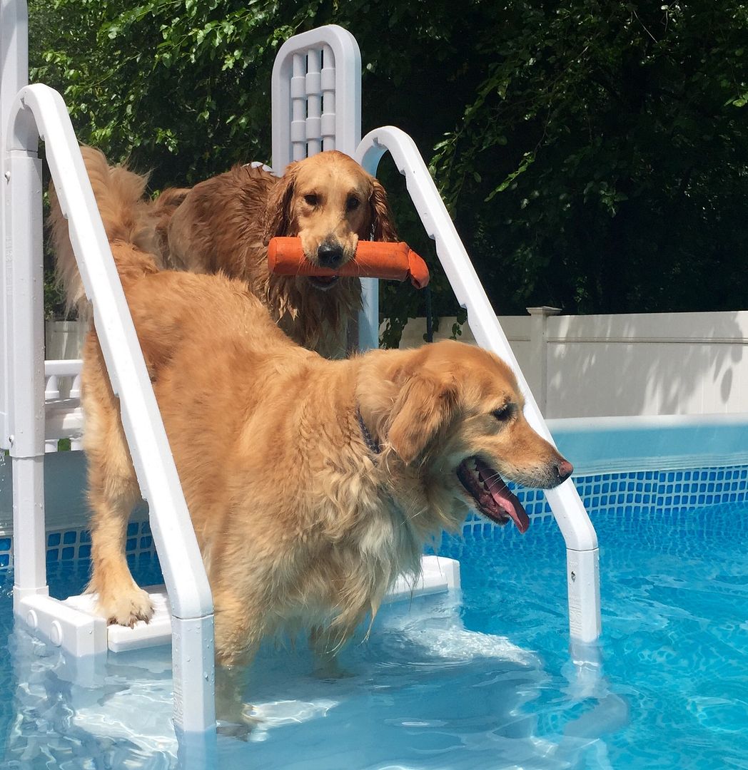 Hip Replacement(Golden Retriever) Page 8 German Shepherds Forum